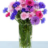 1000 Mixed BACHELORS BUTTON CORNFLOWER Centaurea Seeds