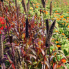 25 RED JEWEL MILLET Setaria Italica Ornamental Grass Flower Seeds