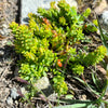 50 ROCK PINE Orostachys Japonica Multicolored Succulent Pink Flower Houseplant Seeds