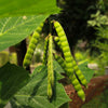 20 JICAMA Mexican Yam Bean Potato Bean Pachyrhizus Erosus Vining Legume Root Vegetable Blue Flower Seeds