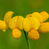 200 BIRDS FOOT TREFOIL (Birdfoot Deervetch / Cats Clover / Ground Honeysuckle) Lotus Corniculatus Fabaceae Flower Seeds