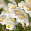 5 MADONNA ANEMONE Sylvestris White & Yellow Flower Seeds