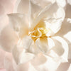 50 GARDENIA Jasminoides / CAPE JASMINE Fragrant White Shrub Houseplant Flower Seeds