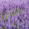 500 True ENGLISH LAVENDER VERA Lavandula Angustifolia Vera Herb Purple Flower Seeds