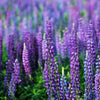 100 PERENNIAL LUPINE Blue Violet Lupinus Perennis Wild Lupine Sundial Purple Native Hummingbird Flower Seeds
