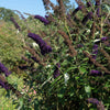50 Dark PURPLE BUTTERFLY BUSH Buddleja Davidii Hummingbird Shrub Fragrant Flower Seeds