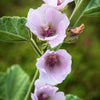 50 WHITE MARSH MALLOW Althaea Officinalis Flower Seeds