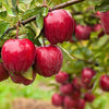 25 PARADISE APPLE Red Delicious Common Malus Pumila Domestica Fruit Tree Seeds