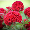 100 CORAL GARDENS Mix CELOSIA Cockscomb Celosia Argentea Cristata Flower Seeds