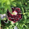 50 VELVET N LACE DIANTHUS Chinensis Black & White Flower Seeds