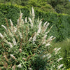50 WHITE BUTTERFLY BUSH Buddleja Davidii Flower Seeds