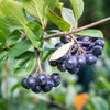 50 BLACK CHOKEBERRY Aronia Melanocarpa White Flower Fruit Shrub Seeds
