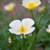 1000 WHITE CALIFORNIA POPPY Eschscholzia Californica Flower Seeds