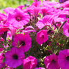 Mixed Laura Bush Petunia Seeds – Violacea Integrifolia Pink Purple Trumpet Flower – photo 5