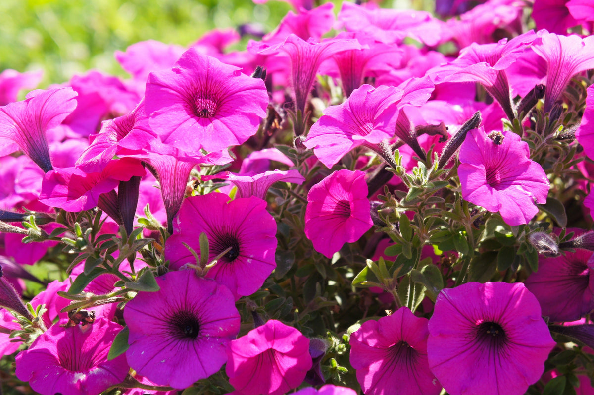 Mixed Laura Bush Petunia Seeds – Violacea Integrifolia Pink Purple Trumpet Flower – photo 5