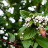 20 RED TWIG DOGWOOD American Red Osier Shrub White Flower Cornus Sericea Seeds