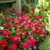 100 RED ENGLISH DAISY Bellis Perennis Double Flower Seeds