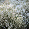 1000 White BABY'S BREATH 'Covent Garden' Gypsophila Elegans Flower Seeds