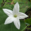 10 SNAKE GOURD Multicolored Craft Gourd Lagenaria Siceraria Vine Seeds