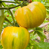 50 PINEAPPLE TOMATO Heirloom Beefsteak Indeterminate Solanum Fruit Vegetable Seeds