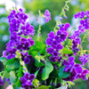 10 GOLDEN DEWDROP Duranta Erecta Repens Golden Foliage Blue Violet Purple White Flower Orange Ornamental Berry Shrub Seeds