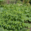 50 PINEAPPLE TOMATILLO Yellow Ground Cherry Physalis Ixocarpa Fruit Vine Seeds