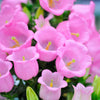 200 Rose Pink CANTERBURY BELLS - CAMPANULA Medium Flower Seeds