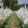 150 WHITE KING LARKSPUR Delphinium Consolida Giant Imperial Flower Seeds