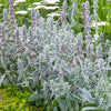 100 Wolly LAMBS EAR Stachys Byzantina Silvery Fuzzy Leaves Purple Flower Seeds