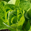 3000 PARRIS ISLAND Romaine LETTUCE Lactuca Sativa Vegetable Seeds