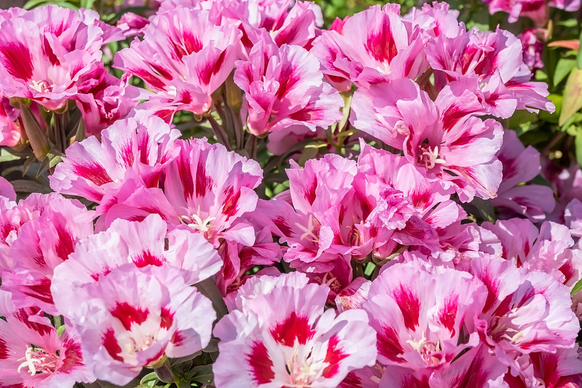 Double Deuces Godetia Seeds – Grandiflora Clarkia Amoena Mixed Colors & Bicolor Flower – photo 10