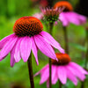 1000 PURPLE CONEFLOWER Echinacea Purpurea Heirloom Flower Herb Seeds