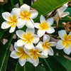 10 MIXED COLORS PLUMERIA Seeds - Lei Flower Frangipani Mix Fragrant Shrub Small Tree Pink Red Yellow White Peach Two Tone