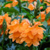 10 ORANGE MARMALADE CROSSANDRA Infundibuliformis Firecracker Flower Houseplant Seeds
