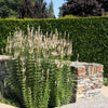 1000 CULVERS ROOT (Black Root) Veronicastrum Virginicum Flower Seeds