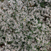 30 GERMAN STATICE White Sea Lavender Goniolimon Tataricum Limonium Flower Seeds