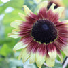 Orange Evening Colors Sunflower Seeds – Helianthus Annuus Flower – photo 9
