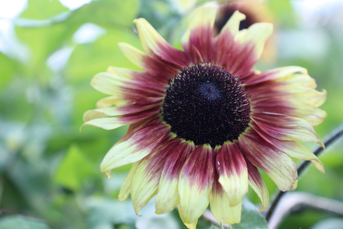 Orange Evening Colors Sunflower Seeds – Helianthus Annuus Flower – photo 9