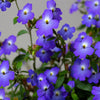 50 BROWALLIA Americana Amethyst Flower Bush Violet Blue Purple Flower Seeds