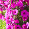 Mixed Laura Bush Petunia Seeds – Violacea Integrifolia Pink Purple Trumpet Flower – photo 6