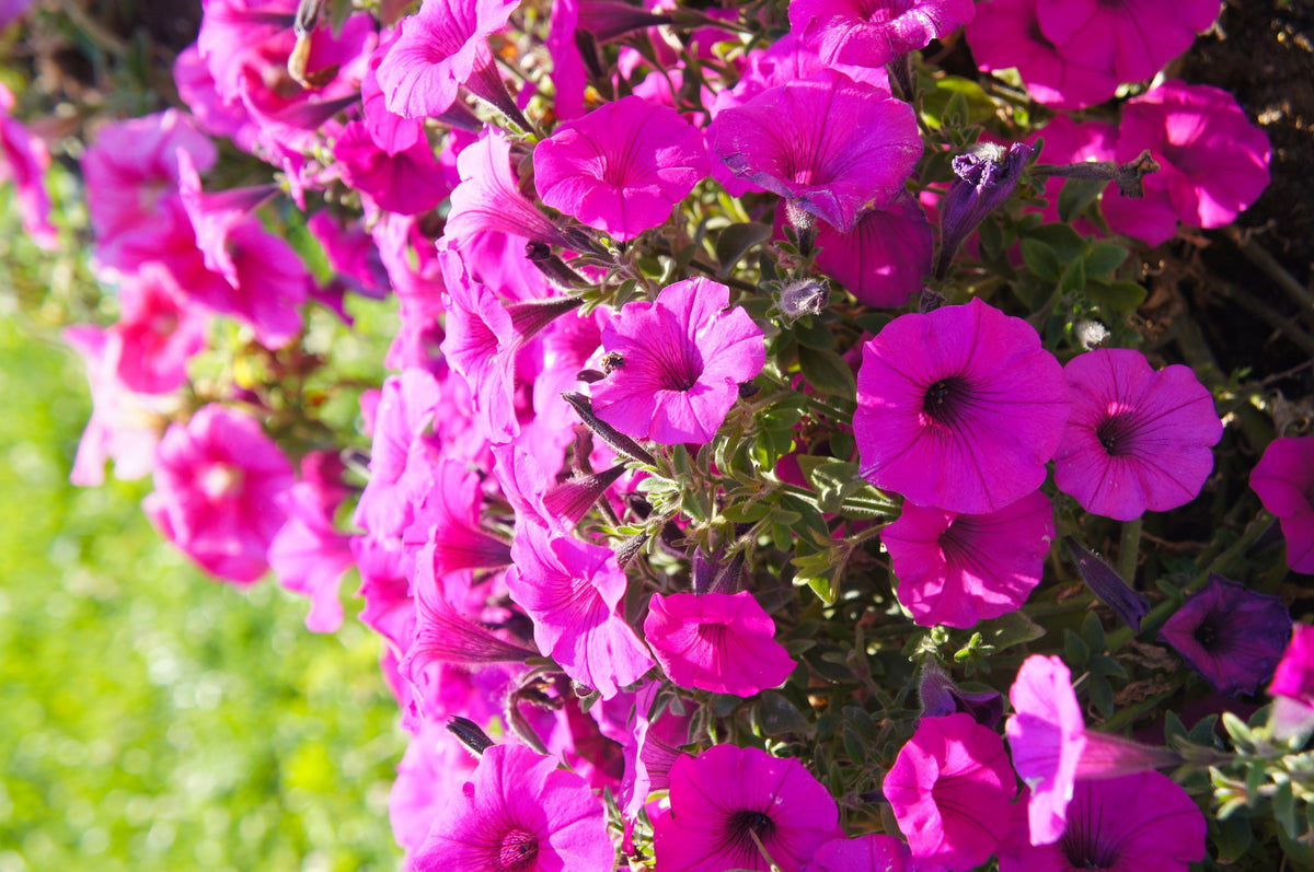 Mixed Laura Bush Petunia Seeds – Violacea Integrifolia Pink Purple Trumpet Flower – photo 6