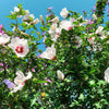25 White & Hot Pink ROSE Of SHARON HIBISCUS Syriacus Flower Tree Bush Seeds