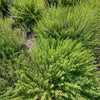 150 Creeping WINTER SAVORY Satureja Montana Herb Pink Flower Seeds