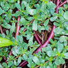 300 Organic GOLDEN PURSLANE Portulaca Sativa Vegetable Herb Yellow Flower Seeds