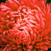 Double Scarlet Paeony Aster Seeds – Red Peony Callistephus Flower