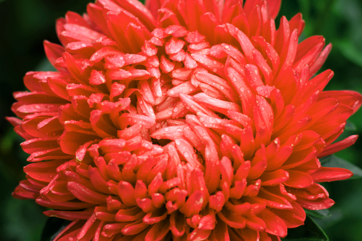 Double Scarlet Paeony Aster Seeds – Red Peony Callistephus Flower