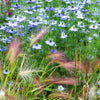 400 Blue & White LOVE IN A MIST Nigella Damascena Fennel Flower Seeds
