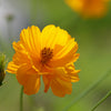 300 YELLOW SULPHUR COSMOS Bipinnatus Flower Seeds