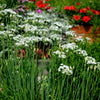500 CHINESE LEEK (Oriental Garlic / Garlic Chives / Chinese Chives / Flat Chives) Allium Tuberosum Vegetable Seeds