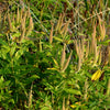 White Worled (Horesetail) Milkweed Asclepias Verticillata Flower Seeds – photo 14
